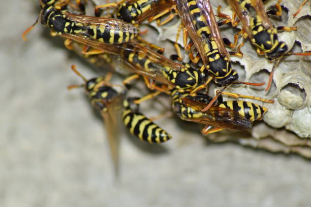 istock Wasp nest with wasps sitting on it. Wasps polist 613663908
