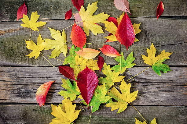 istock Yellow, green and red tree autumn leaves, frame composition 613664136