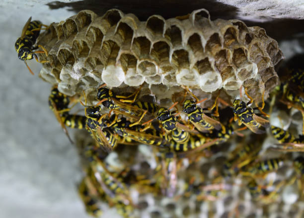 istock Wasp nest with wasps sitting on it. Wasps polist 613664336