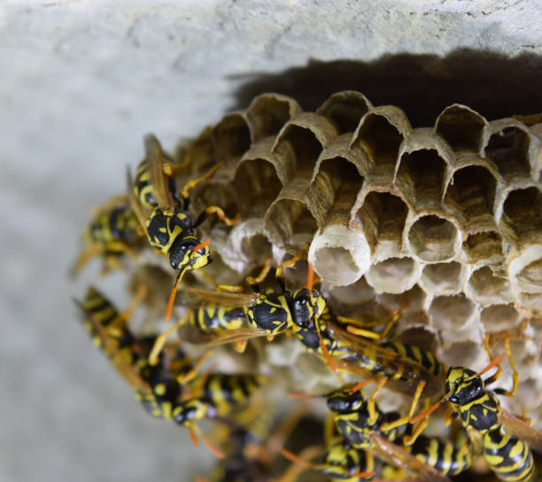 istock Wasp nest with wasps sitting on it. Wasps polist 613664512