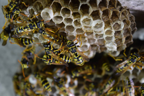 istock Wasp nest with wasps sitting on it. Wasps polist 613664558