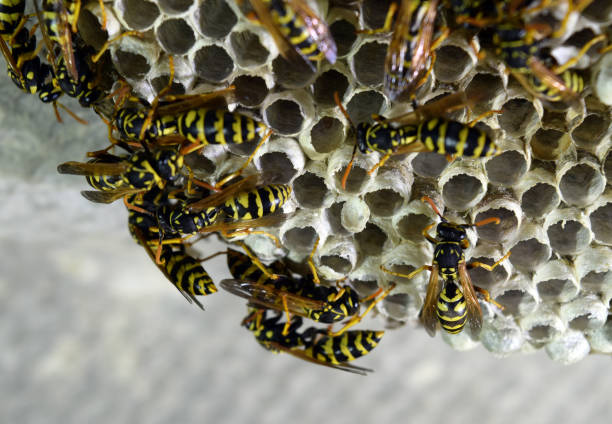 istock Wasp nest with wasps sitting on it. Wasps polist 613664840