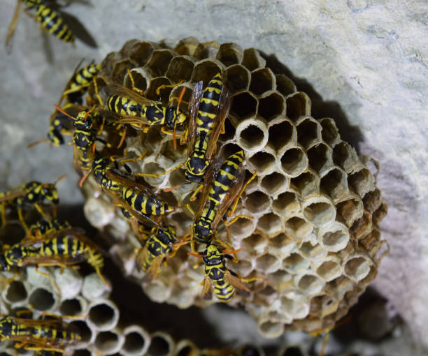 istock Wasp nest with wasps sitting on it. Wasps polist 613664894