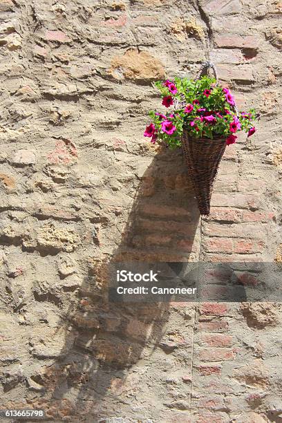 Flowers On The Wall Stock Photo - Download Image Now - Blossom, Brick, Brick Wall