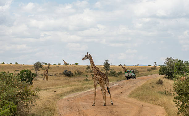 istock Girrafes in Masai mara 613666212