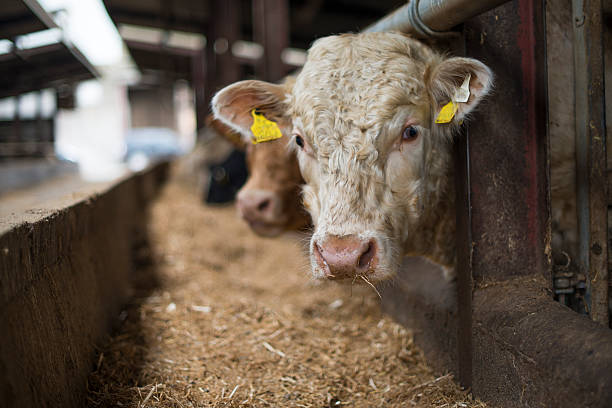 istock Bull in pen at feeding time 613666368