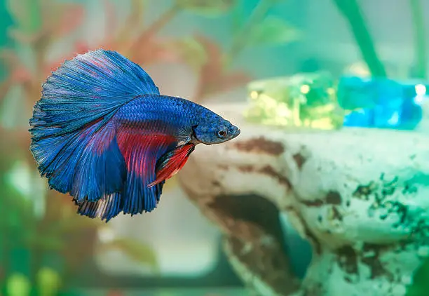 Photo of Blue betta fish Aquarian swims in aquarium water