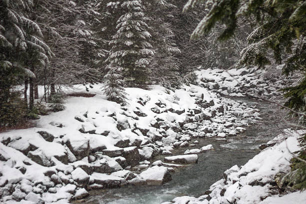 Pretty Fitzsimmons Creek near Whistler, British Columbia, Canada.  On this day, soft snow was gently falling and settling on the banks of the river and the evergreen trees beside the creek.  Snow in the village means lots of snow for skiing on the mountain!