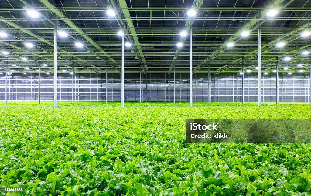 Lettuce in greenhouse Organic lettuce growing in a modern greenhouse Greenhouse Stock Photo