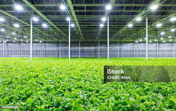 Lettuce In Greenhouse Stock Photo - Download Image Now - Greenhouse, Factory, Lettuce