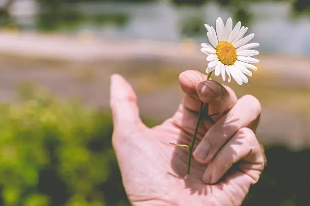 Photo of Hand holding a flower instead of a cigarette (ton