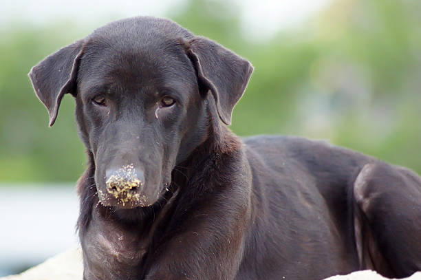 istock Black dog lying on a pile of sand for construction. 613670722