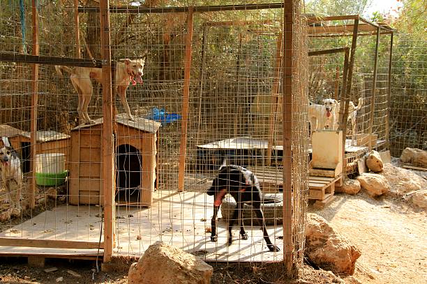 istock Cages of Dogs 613672680