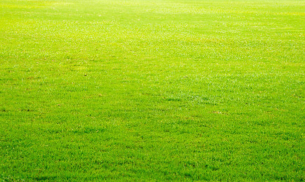 istock soccer field, team sport texture 613673476