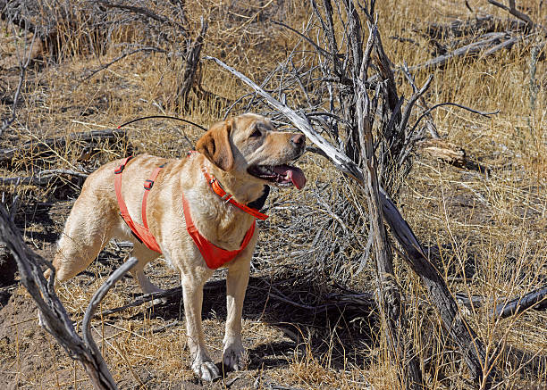 labrador retriever gear