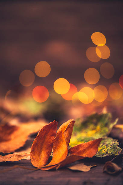 istock Fall background for Thankgiving with leaves and bokeh 613674332