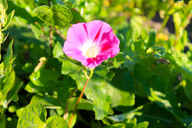 istock Pink morning glory in garden 613674392