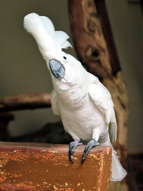 istock Cute white Cacatua Alba standing 613674482