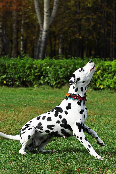istock Spotted dog Dalmatian walks with the Park, engaged in training 613674736