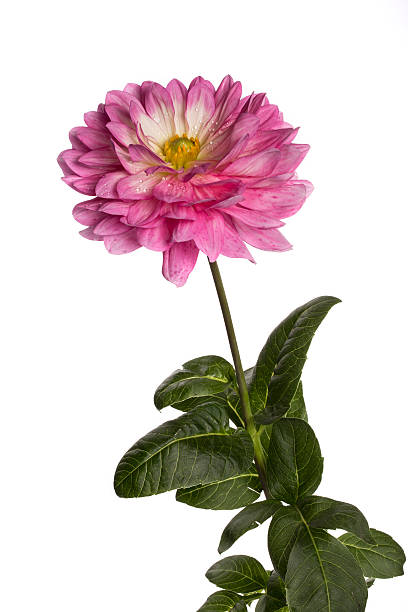 istock Flowers dahlias on a white background 613675174