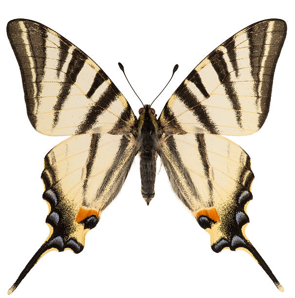 白で孤立した希少なツバメテール(イフィクリッド・ポダリリウス)の後視 - scarce swallowtail ストックフォトと画像