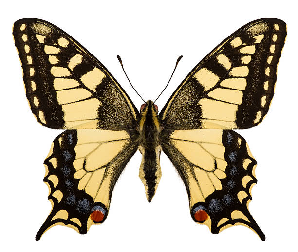 istock Dorsal view of swallowtail (Papilio machaon) isolated on white 613676312