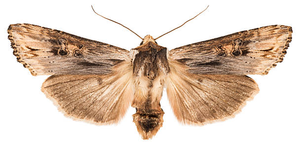 istock Dorsal view of Sword-grassl (Xylena exsoleta) isolated on white 613676368