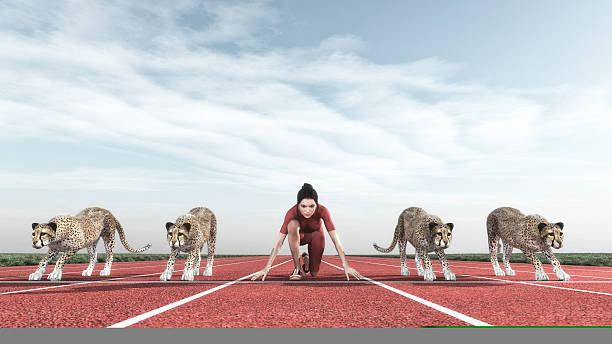 mujer atlética con un guepardo en pista - track and field athlete women vitality speed fotografías e imágenes de stock