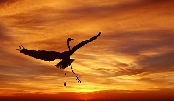 istock Silhouette of beautiful tropical crane 613676410