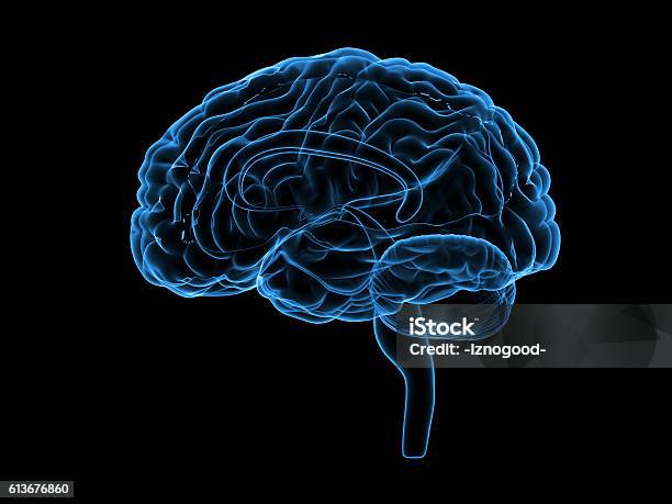 Xray Human Brain 3d Illustration Stock Photo - Download Image Now - Medical Scan, Medical Scanner, Digitally Generated Image