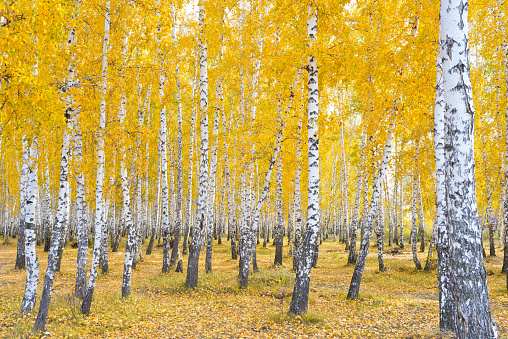 beautiful autumn forest