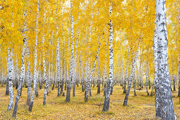 autumn birch forest beautiful autumn forest birch gold stock pictures, royalty-free photos & images