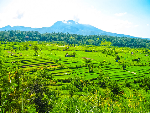 Green rice terraces at Bali island, Indonesia