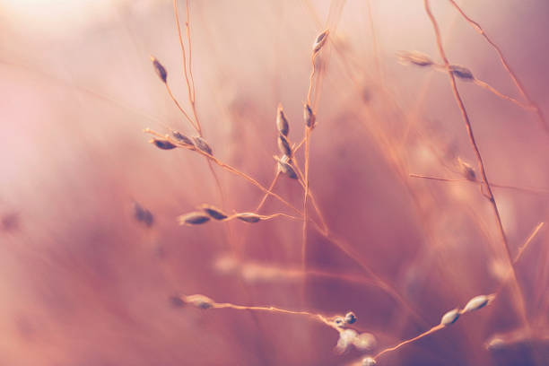 istock Beautiful wild grasses backlit in warm afternoon sunlight. Nature backgrounds 613677950