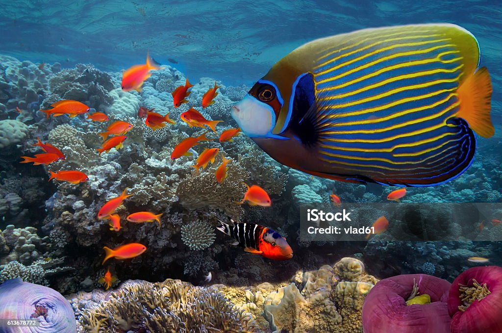 Underwater coral reef in sea with tropical fish Underwater coral reef in sea with tropical fish. Red Sea. Ningaloo Reef Stock Photo