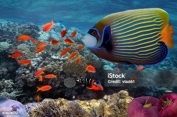 Underwater Coral Reef In Sea With Tropical Fish Stock Photo - Download Image Now - Ningaloo Reef, Underwater, Animal