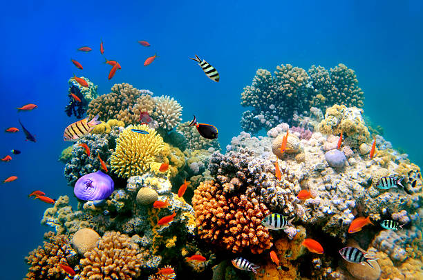 poissons tropicaux sur un récif de corail - poisson demoiselle photos et images de collection