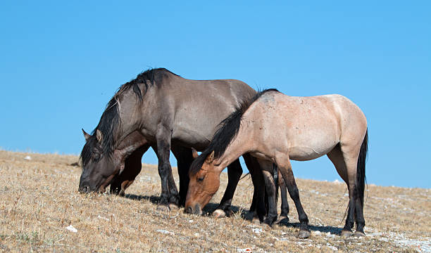 troupeau de chevaux sauvages broutant sur sykes ridge - corps dun animal photos et images de collection