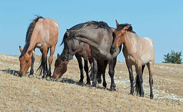 bande de chevaux sauvages brillant au soleil sur sykes ridge - corps dun animal photos et images de collection