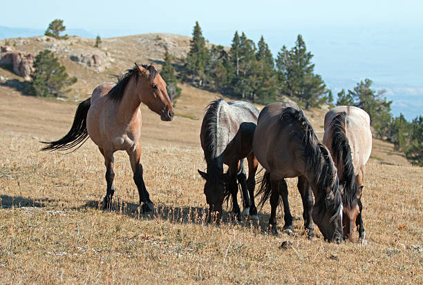 bande de troupeaux de chevaux sauvages sur la crête de sykes - corps dun animal photos et images de collection