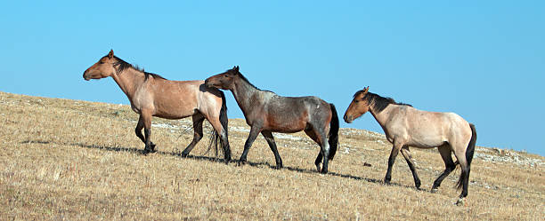 bande de chevaux sauvages marchant jusqu’à sykes ridge - corps dun animal photos et images de collection