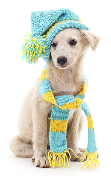istock Dog in a cap and scarf. 613681282