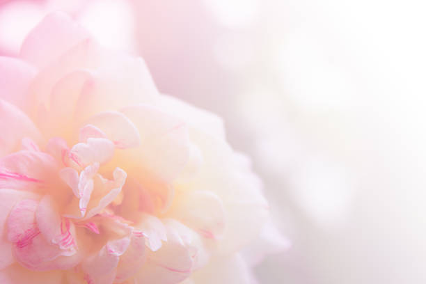 istock blur photo of white rose 613681742