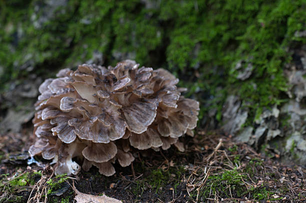 그리폴라 프론도사 버섯 - 잎새버섯 뉴스 사진 이미지