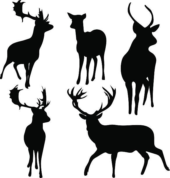 bildbanksillustrationer, clip art samt tecknat material och ikoner med deer and roe silhouettes on the white background - rådjur illustrationer