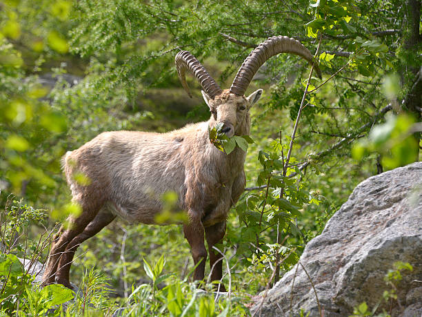 Alpine ibex eating leaves