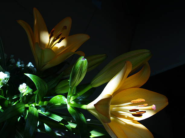 istock Zephyranthes lily flower. Common names for species in this genus 613684514