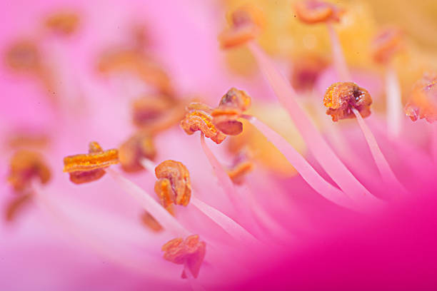 istock Extreme macro shot of pink flower 613684902
