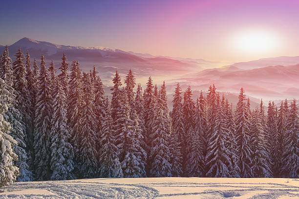 istock pine tree in winter at sunset in the mountains 613685984