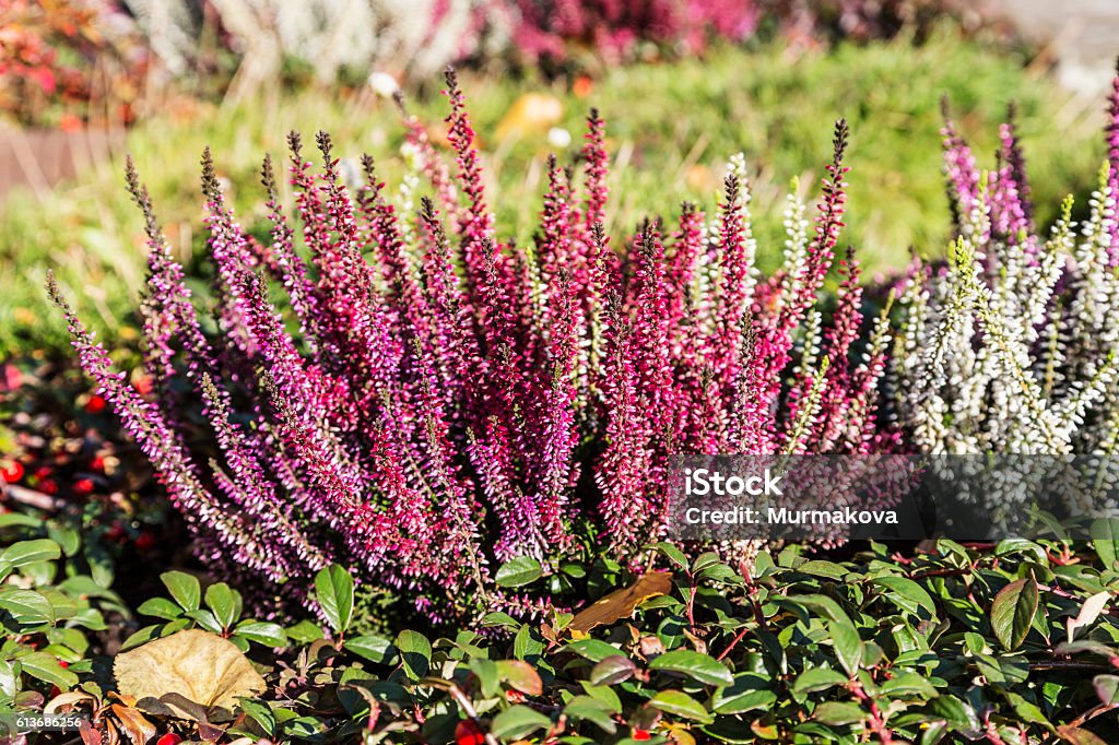 Colorful blooming heather in autumn garden Colorful blooming common heather (Calluna vulgaris) blossoming outdoors in autumn garden. Czech rural Autumn Stock Photo